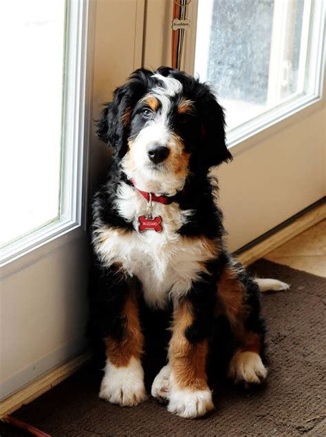  A Bernedoodle also sometimes referred to as a Bernadoodle is a combination of a Bernese Mountain Dog and a toy, mini, or standard Poodle